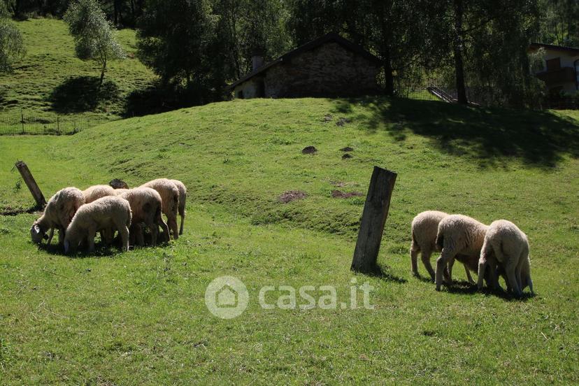 Trilocale in Via Stelvio 19 — foto 11 di 50