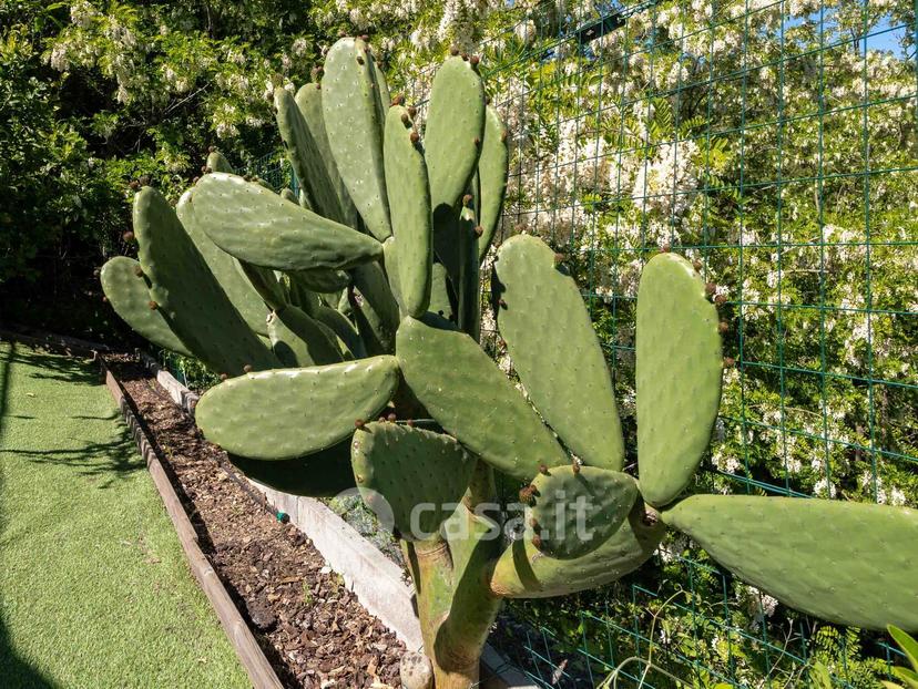 Trilocale in Monte Albereto — foto 33 di 38