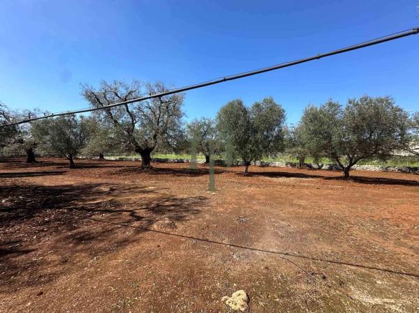 Trullo, San Vito dei Normanni — foto 4 di 5