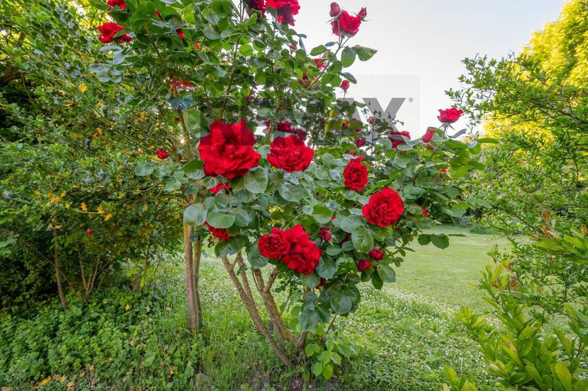 Casa indipendente in Viottolo dei Frutti 9, Brescello — foto 5 di 5
