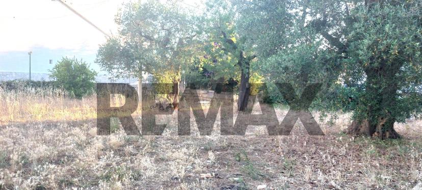 Villa, Castellana Grotte — foto 4 di 5