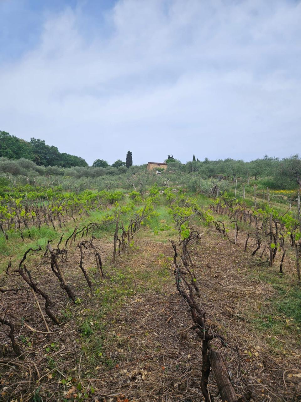 Casale, Sinalunga