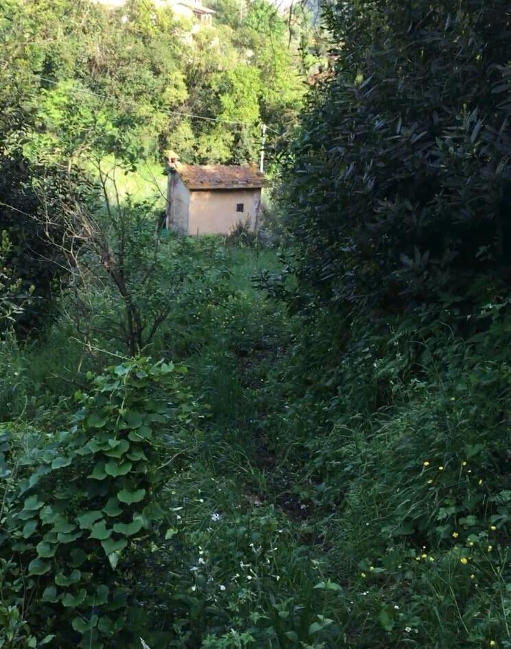 Rustico, Arcola