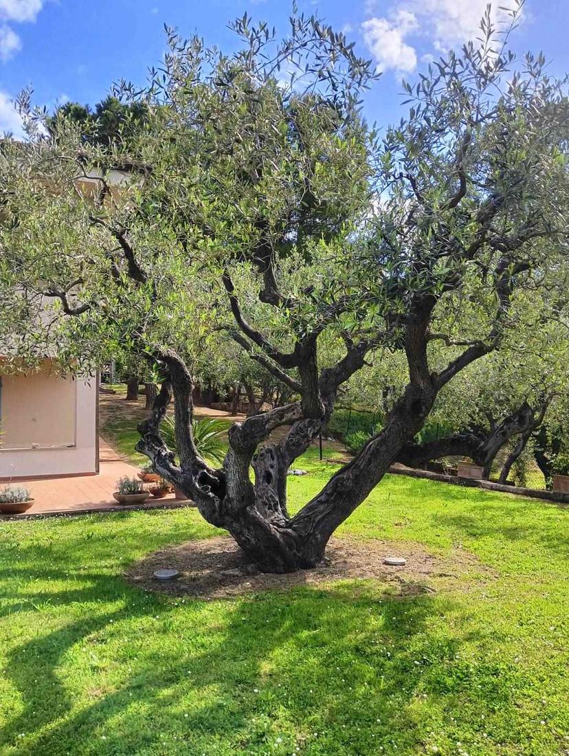 Villa, Civitanova Marche — foto 5 di 5
