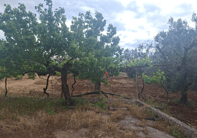 Trullo, San Vito dei Normanni — foto 2 di 5