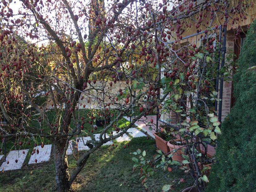 Rustico, Monteriggioni — foto 3 di 5