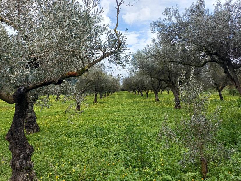 Villa in C/da Piraino, Chiaramonte Gulfi — foto 5 di 5