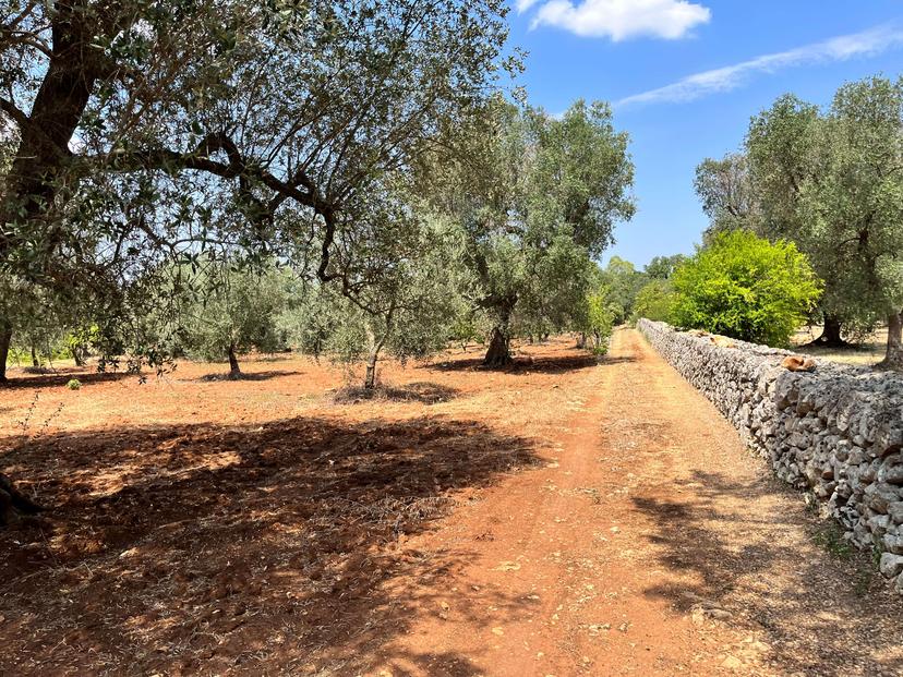 Trullo in Contrada Palmarino, Francavilla Fontana — foto 4 di 5
