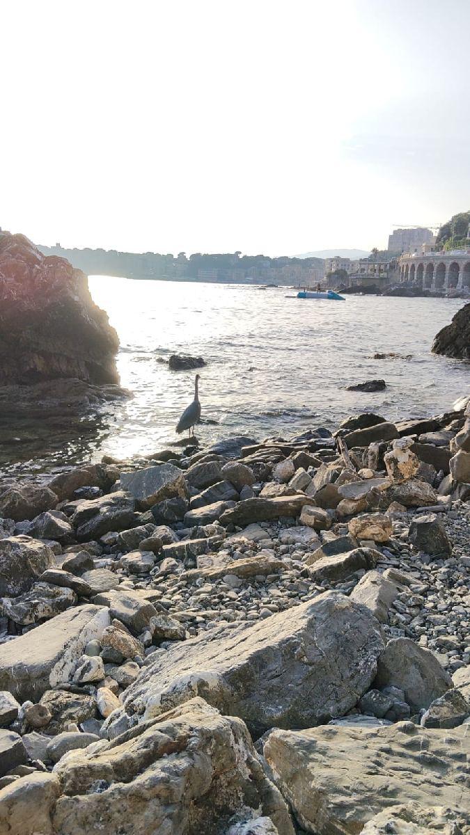 Appartamento in Via Bavari, Genova