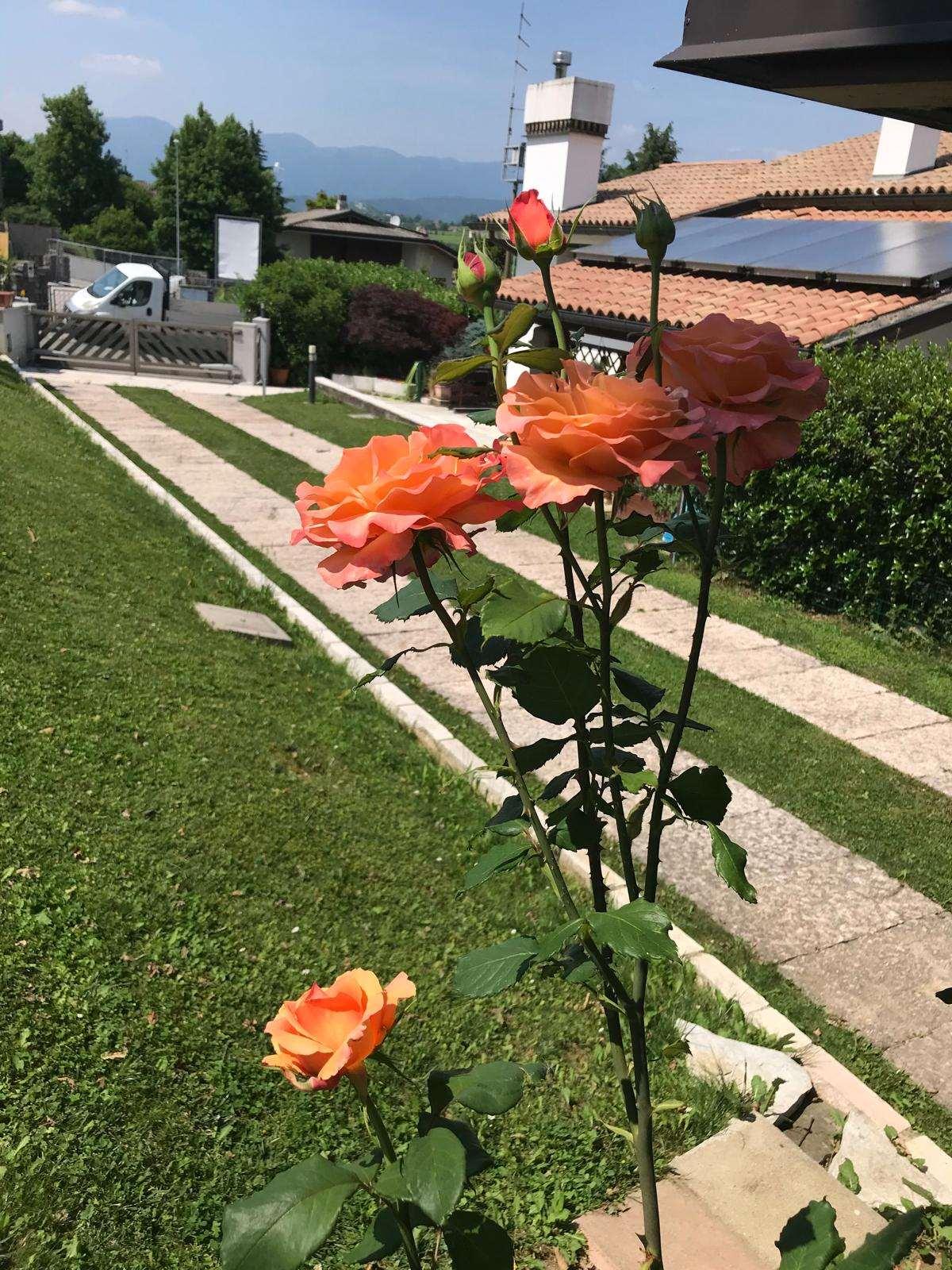 Villa bifamiliare, Conegliano
