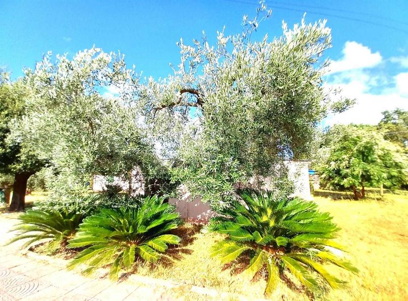 Villa in Via Bolgherese, Castagneto Carducci — foto 2 di 5