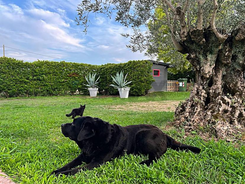 Villa, Selvazzano Dentro — foto 2 di 5