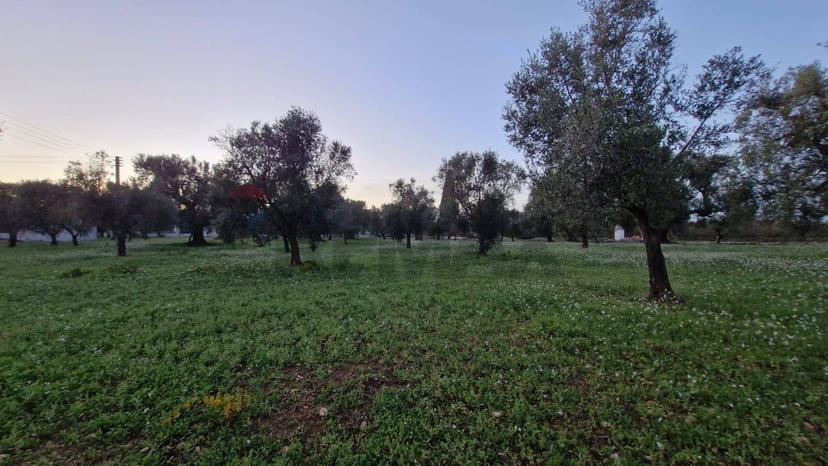 Abitazione tipica in Contrada Petrelli Snc, Ceglie Messapica — foto 4 di 5