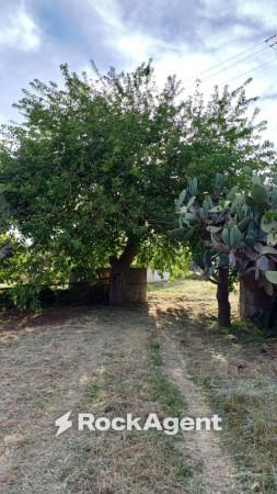 Rustico in Contrada Piana, Sciacca — foto 3 di 5