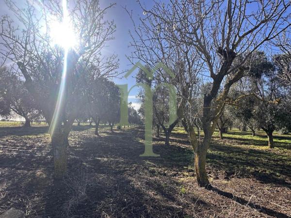 Casale in Strada Comunale 3, Brindisi — foto 2 di 5