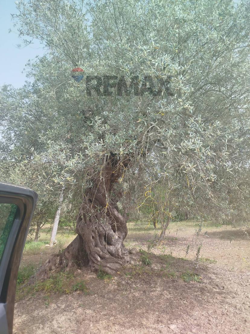 Villa in Via Venanzio Marvuglia Snc, Caltagirone — foto 2 di 5