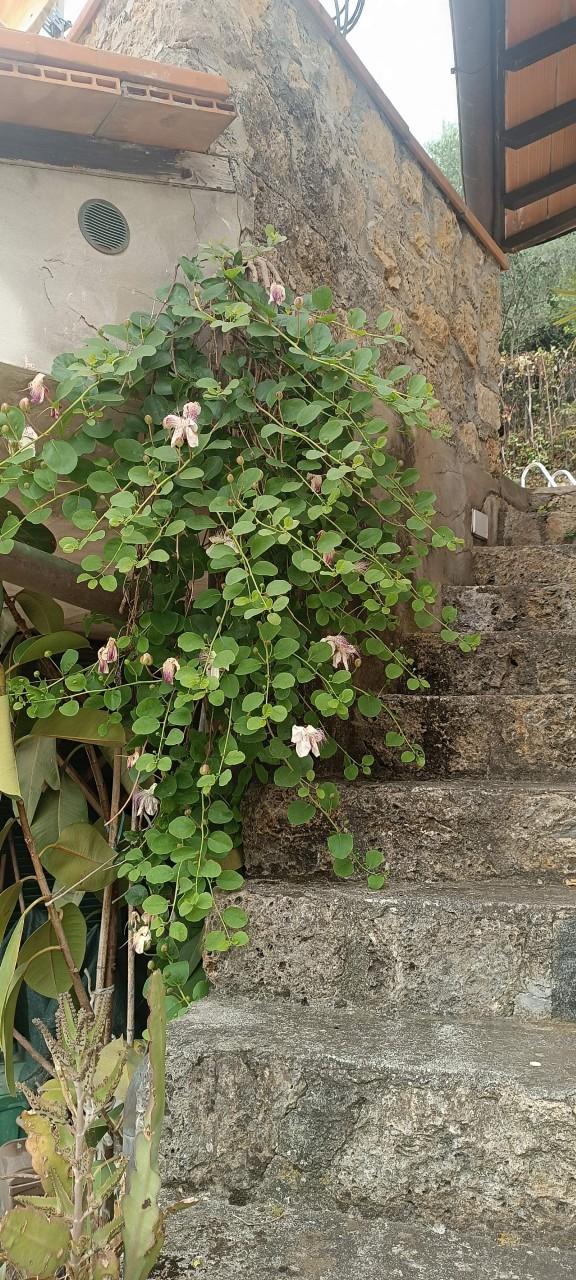 Rustico, Camaiore — foto 3 di 5