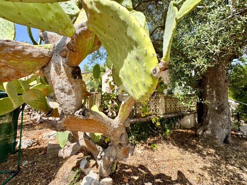 Villa in Contrada Bellocchio, Monopoli — foto 5 di 5