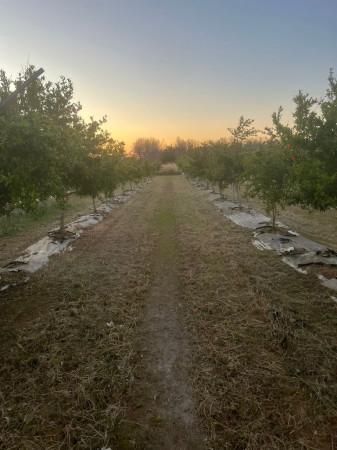 Terratetto unifamiliare in Strada Comunale Calamonico, Supersano — foto 3 di 5