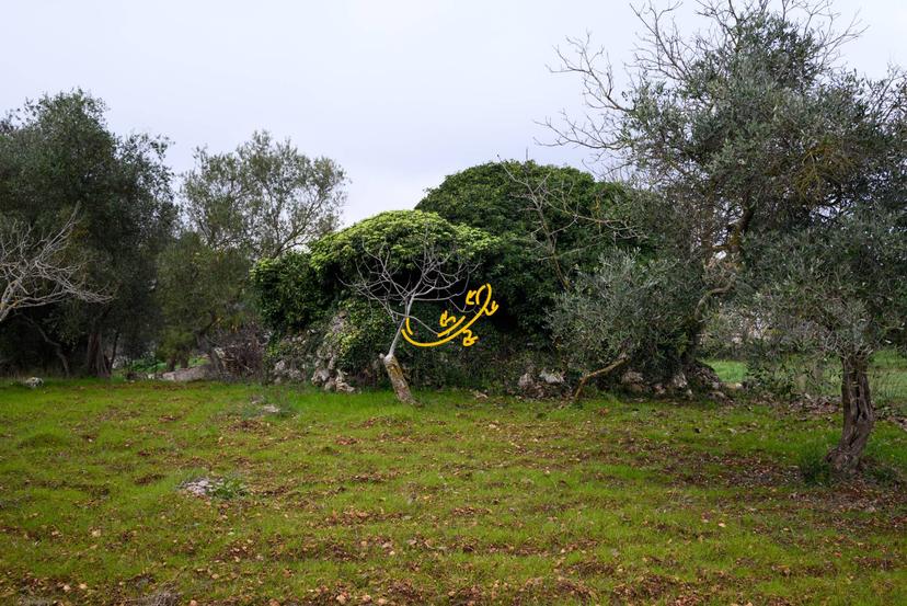 Abitazione tipica in C. da Santa Maria del Soccorso, Noci — foto 3 di 5