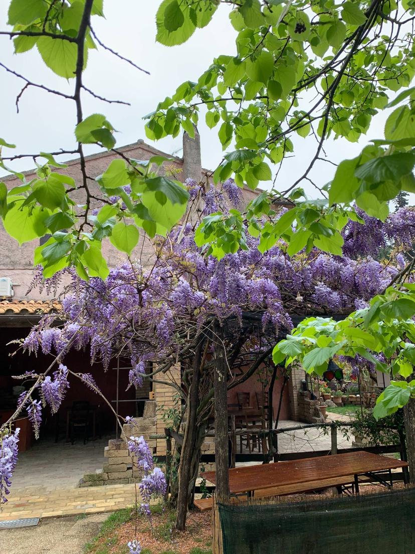 Rustico in Contrada Pianacciole, Ripatransone — foto 3 di 5