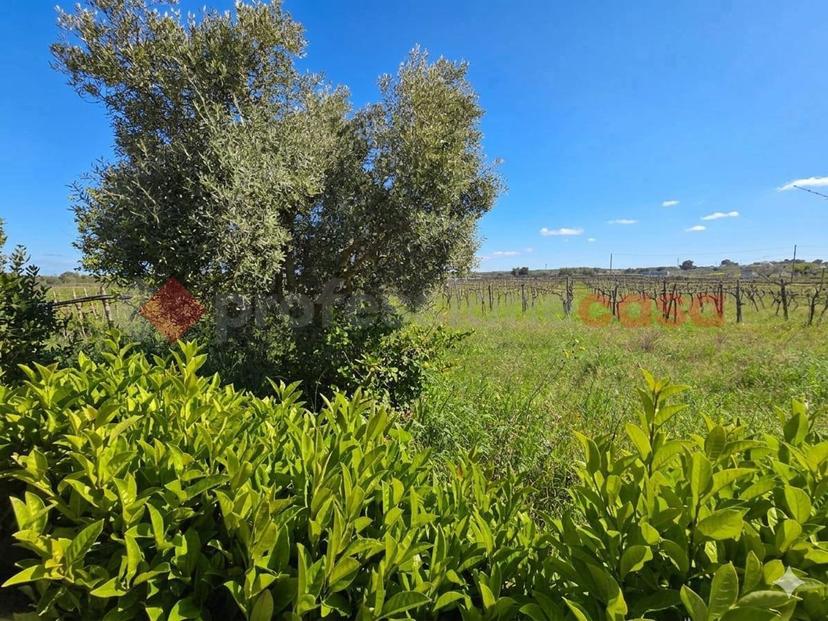 Villa in Contrada Medico di Maglie Snc, Crispiano — foto 2 di 5