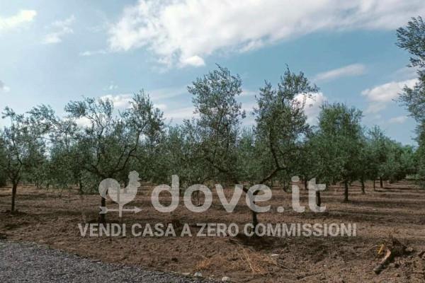 Villa in Sp15, Snc, Trinitapoli — foto 5 di 5