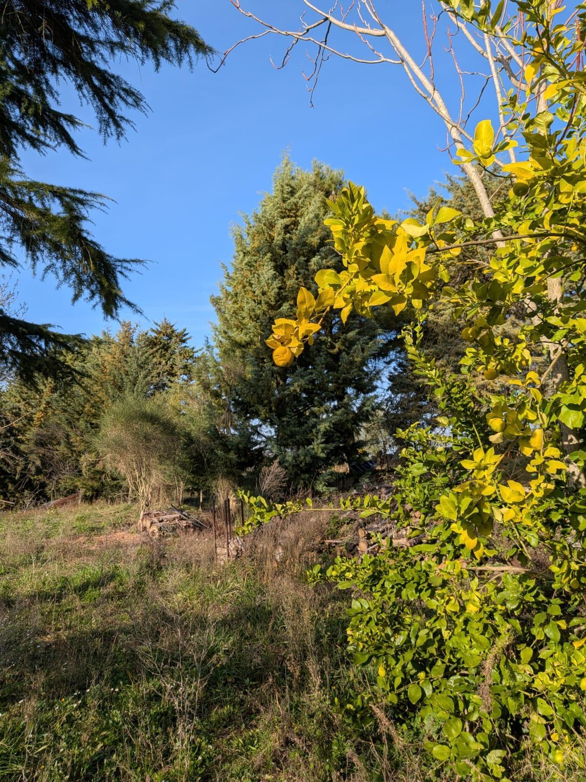 Terratetto, Manciano