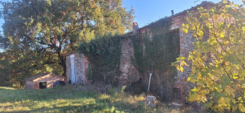 Rustico, Trequanda — foto 5 di 5