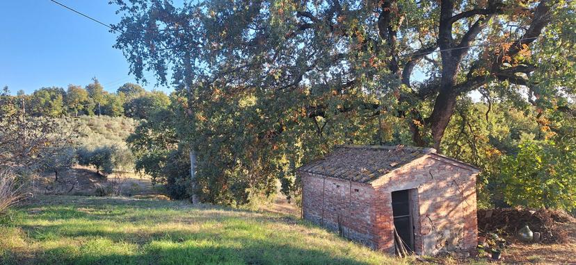Rustico, Trequanda — foto 3 di 5