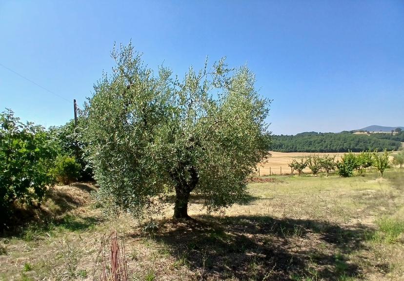 Rustico in Vocabolo Merolfo, Montecastrilli — foto 3 di 5
