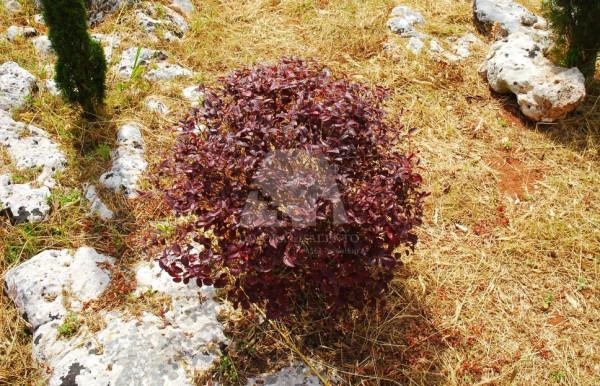 Terratetto unifamiliare in Strada Vicinale Cagnani, Alessano — foto 4 di 5