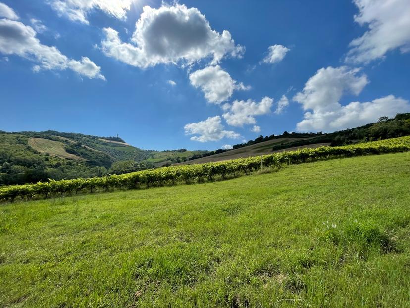 Rustico, Ripatransone — foto 2 di 5