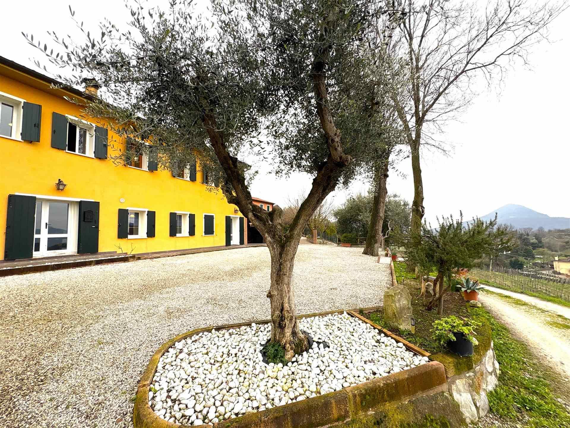 Rustico, Cinto Euganeo