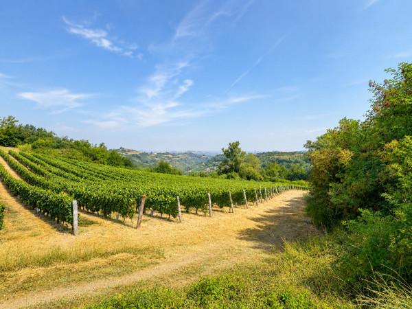 Villa in Corso della Libertà, Canelli — foto 5 di 5