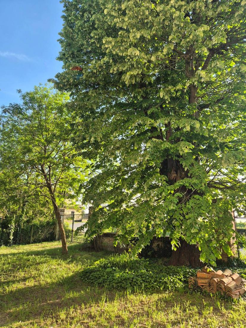 Appartamento, Tribano — foto 4 di 5