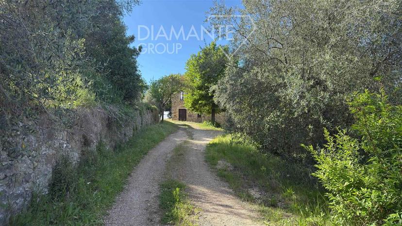 Casa colonica, Montalcino — foto 2 di 5
