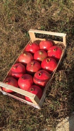 Terratetto unifamiliare in Strada Comunale Calamonico, Supersano — foto 4 di 5