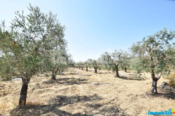 Rustico, Oria