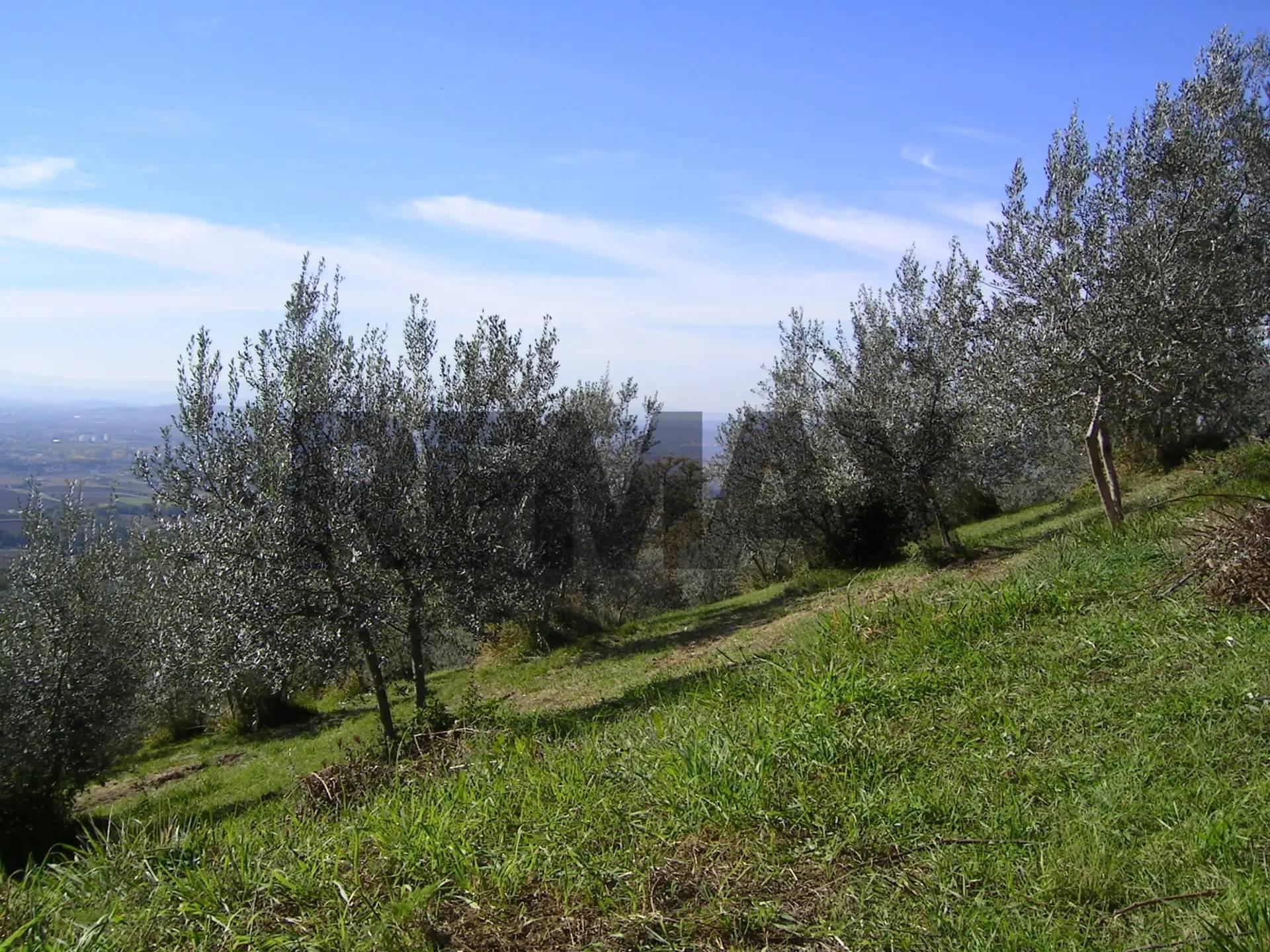 Rustico, Assisi