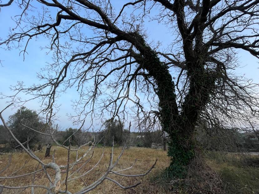 Rustico, Ceglie Messapica — foto 4 di 5