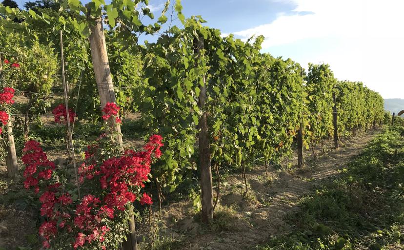 Rustico in Regione San Rocco, Agliano Terme — foto 5 di 5