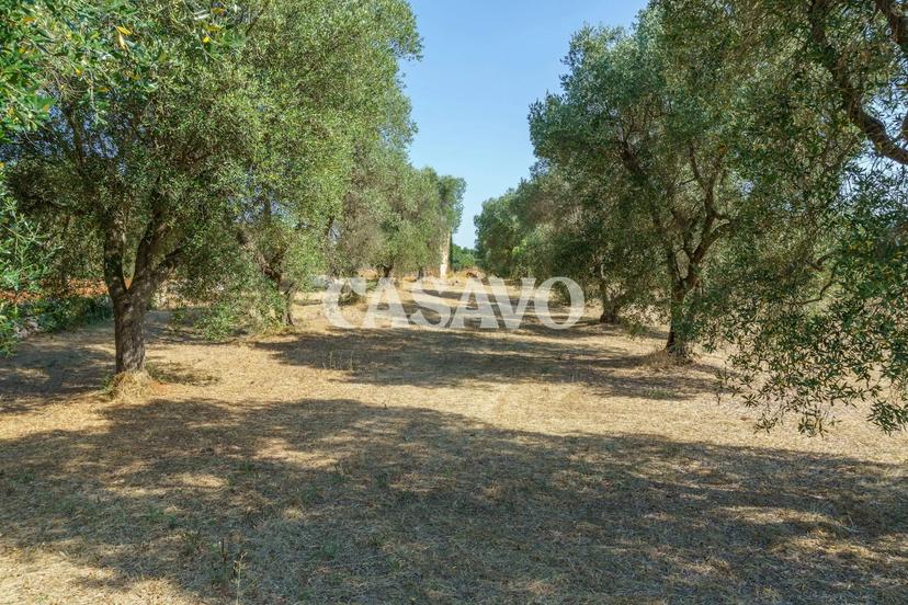 Rustico in Unnamed Road, Ceglie Messapica — foto 4 di 5