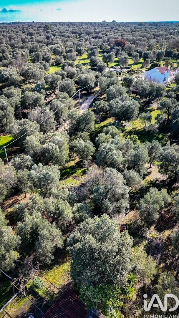 Villa in Localitã&nbsp; Coccia Coccia, Ceglie Messapica — foto 3 di 5