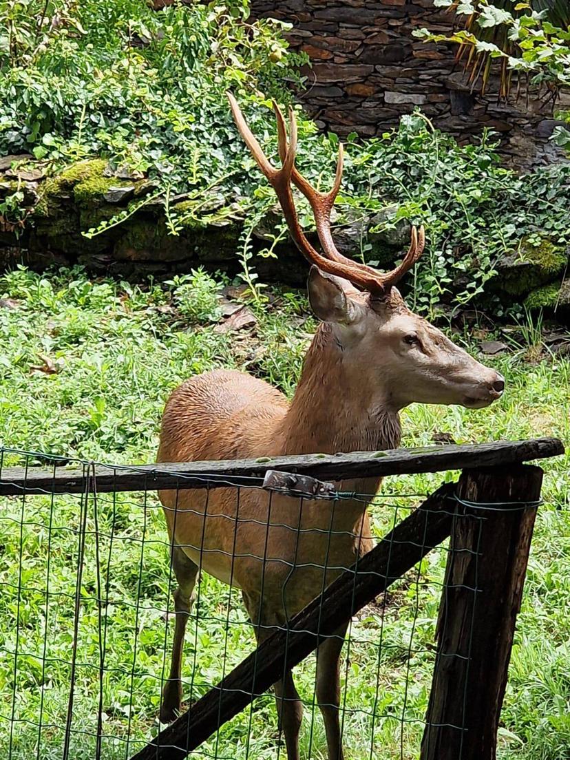 Rustico in Valle Cannobina - Falmenta, Valle Cannobina — foto 3 di 5