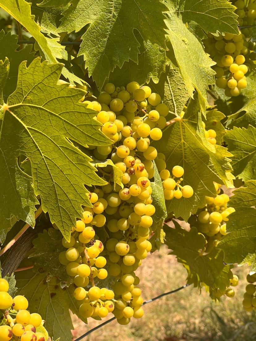 Rustico in Regione Secco 72, Canelli — foto 4 di 5