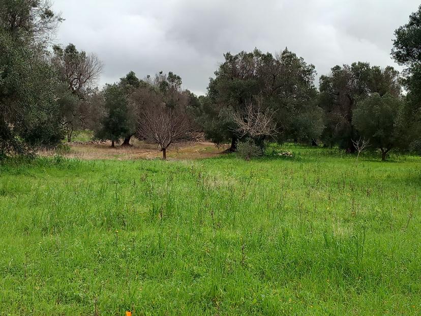 Trullo in C.da Sierri, Carovigno — foto 4 di 5