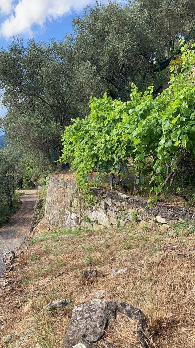 Rustico in Regione Ortai, Badalucco — foto 4 di 5
