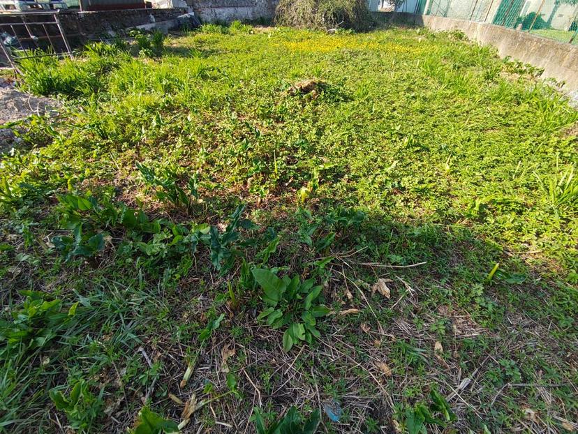 Terratetto, Capannori