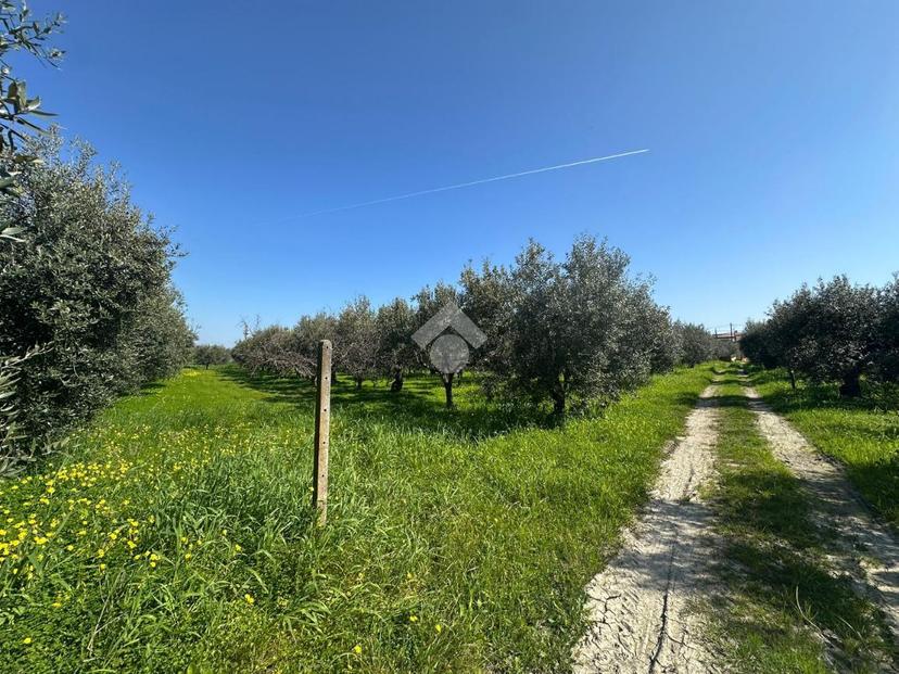 Rustico in C/da Bruscata Grande, Cassano all'Ionio — foto 4 di 5